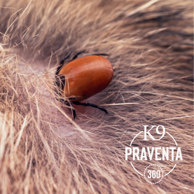 K9Praventa360's tweet photo. So, you've found a tick on your dog. Now, what do you do? 

#lymedisease #k9praventa360 #tickfree #ticksincanada #ticksandlymedisease #tickprevention #tickawareness
