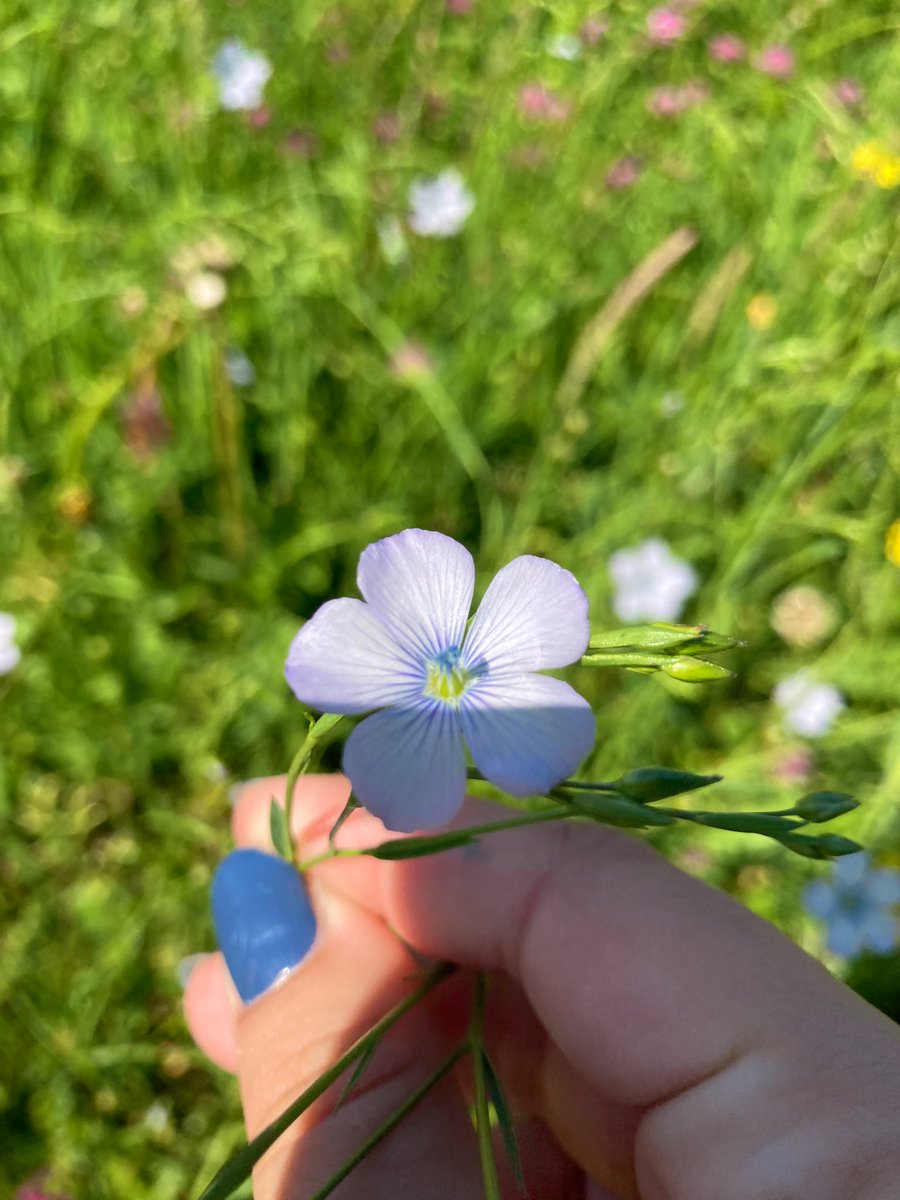 Malenntxu's tweet photo. Udaberriiaa☘️🌺🍃🌹🌸🌿🌻 https://t.co/cYBhkkU6cP