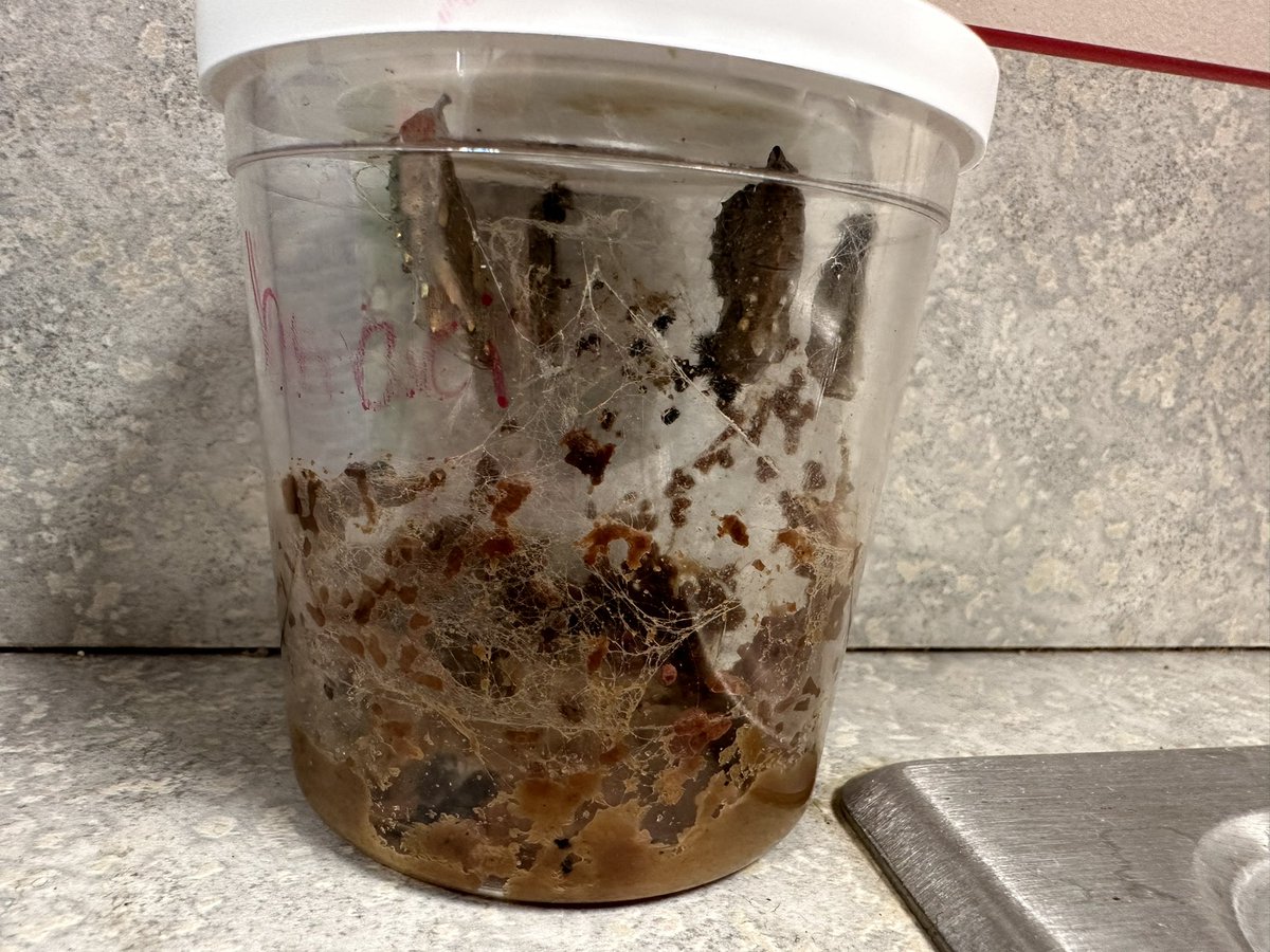 MrsMessina_SPED's tweet photo. We officially have 5 cocoons for our little caterpillars! We will be transferring them to their butterfly habitat this week! Can’t believe how much they have changed in a short time!! 🐛 🦋 @pattypdl32 
#case @D123OLHMS https://t.co/MeLBK1RNeR