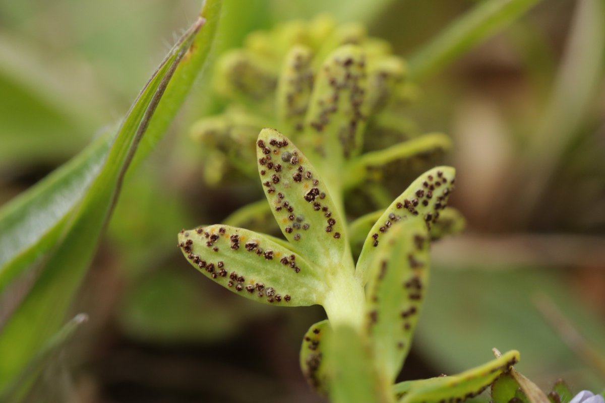 RPilze's tweet photo. Uromyces scutellatus on Euphorbia cyparissias
#Uromycesscutellatus #Uromyces #Euphorbiacyparissias #Euphorbia #Rostpilz #Rost #rust #rustfungus #rustfungi #gleisparkfrintrop #essen #mushroom #mushrooms #fungus #fungi #pilz #pilze #champignons #champignon #nature #natur https://t.co/14uJT4efBw