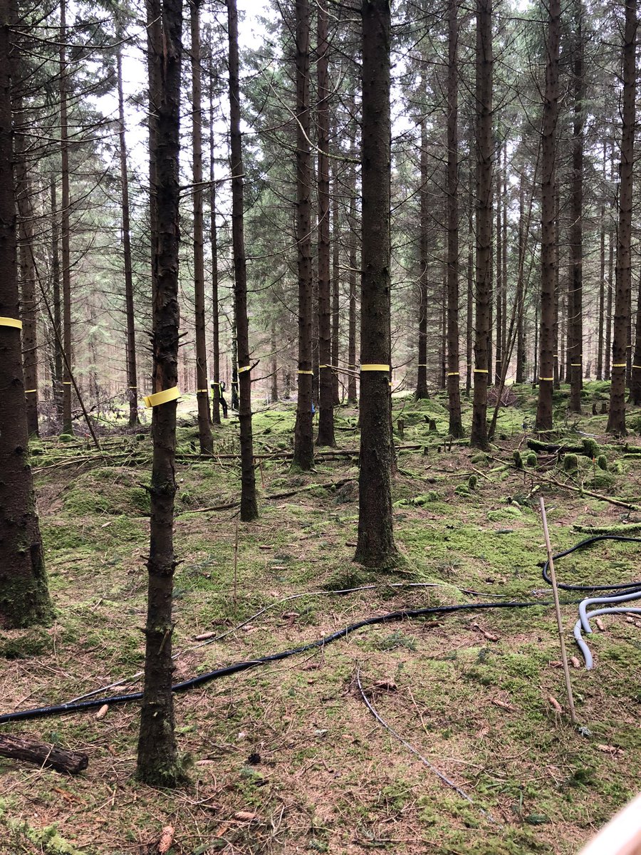 JoaannaEaton's tweet photo. Another day another slay between relocating sensors, pulling cables in tubes, and watching one of my supervisors running around taking photos🌲🌲 

#Fieldphoto #Forest #LU https://t.co/2HaYh67UsV