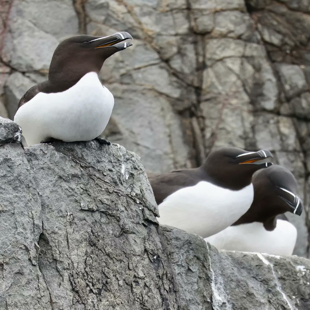 appliedecology's tweet photo. The whole team are in Northumberland this week for our annual company event.  Yesterday morning started off with a trip out to the Farne Islands.  #farneislands #seabirds #Northumberland https://t.co/Pm7F0jPDns