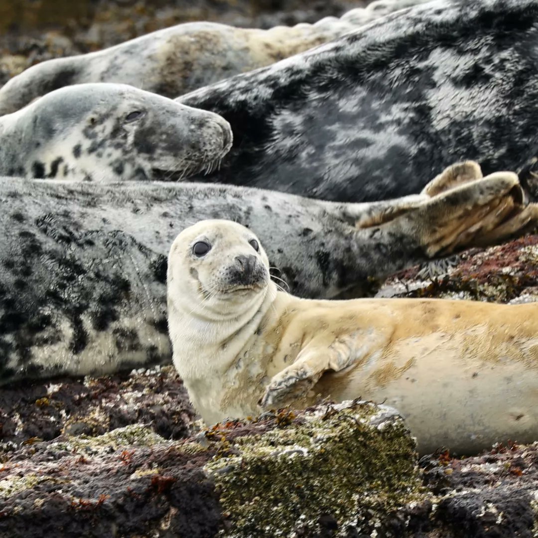 appliedecology's tweet photo. The whole team are in Northumberland this week for our annual company event.  Yesterday morning started off with a trip out to the Farne Islands.  #farneislands #seabirds #Northumberland https://t.co/Pm7F0jPDns