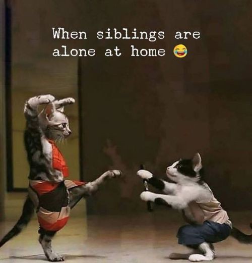 sheenpippin's tweet photo. "refresh your pintrest and the first 4 photos describe you”
🐈 https://t.co/CXPG53Xl4J