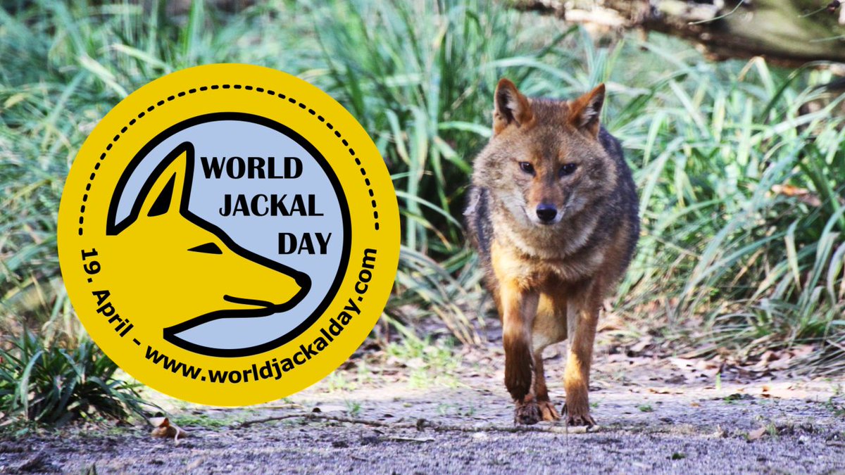 "Irrepressible", as <a href="/KSAfricaHack/">Keith Somerville</a> put it this morning, is an apt label for black-backed, golden &amp; American jackals. Really enjoyed the get-together with jackal scientists from around the world on the occasion of the first #WorldJackalDay! Thanks to <a href="/jenniferhatlauf/">Jennifer Hatlauf, Golden jackal project</a> for hosting!🍾