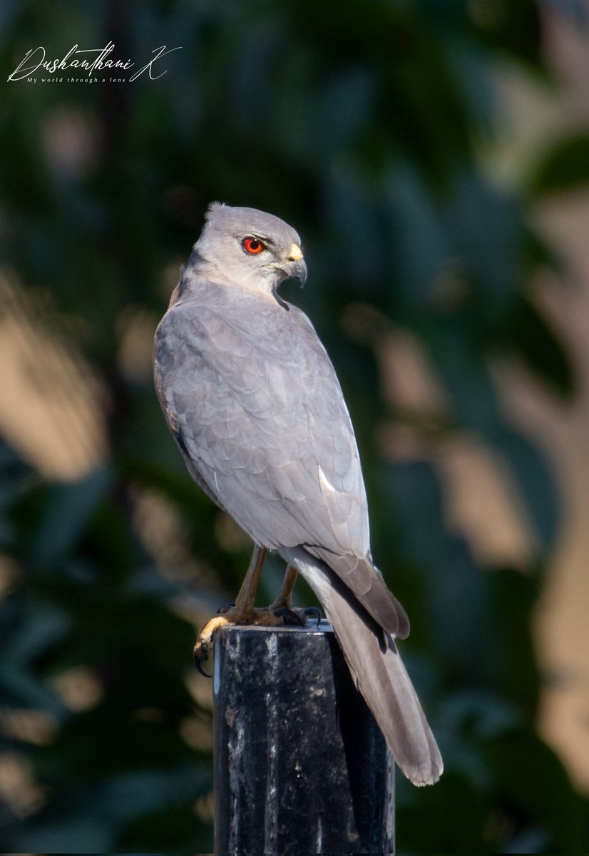 Dush18's tweet photo. Male Shikra, an occasional visitor.
#bird #birdphotography #birdwatching #birds
#BirdsOfTwitter #NaturePhotography
#nature #wildlife #wildlifephotography https://t.co/yg4zbVKq56