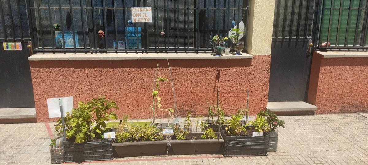 EmiliogallardoP's tweet photo. Aquí otro proyecto transversal. El huerto de 2°. 

Ya nos comimos las zanahorias y estamos esperando las papas. https://t.co/QlJ3NGs6AE