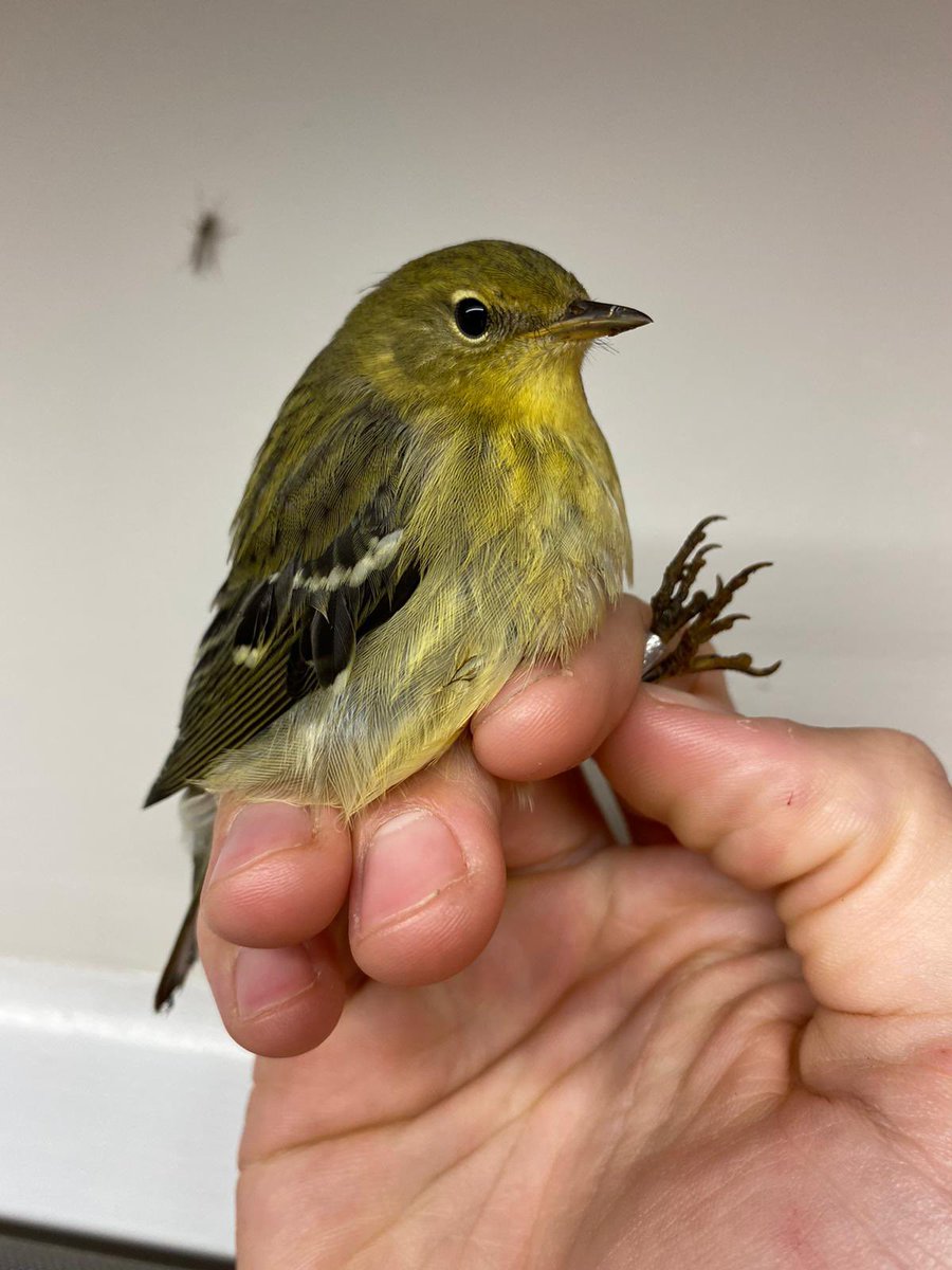 LongPointBirdOb's tweet photo. #Blackpollwarbler science!!! New to the LPBO Wall of Science thanks to @cory_elowe and @Umass_birdphys and @BirdsWesternU. Check out the links below to learn about the amazing endurance of these magnificent birds. #migration #birds @BirdsCanada https://t.co/9d0iquB3my