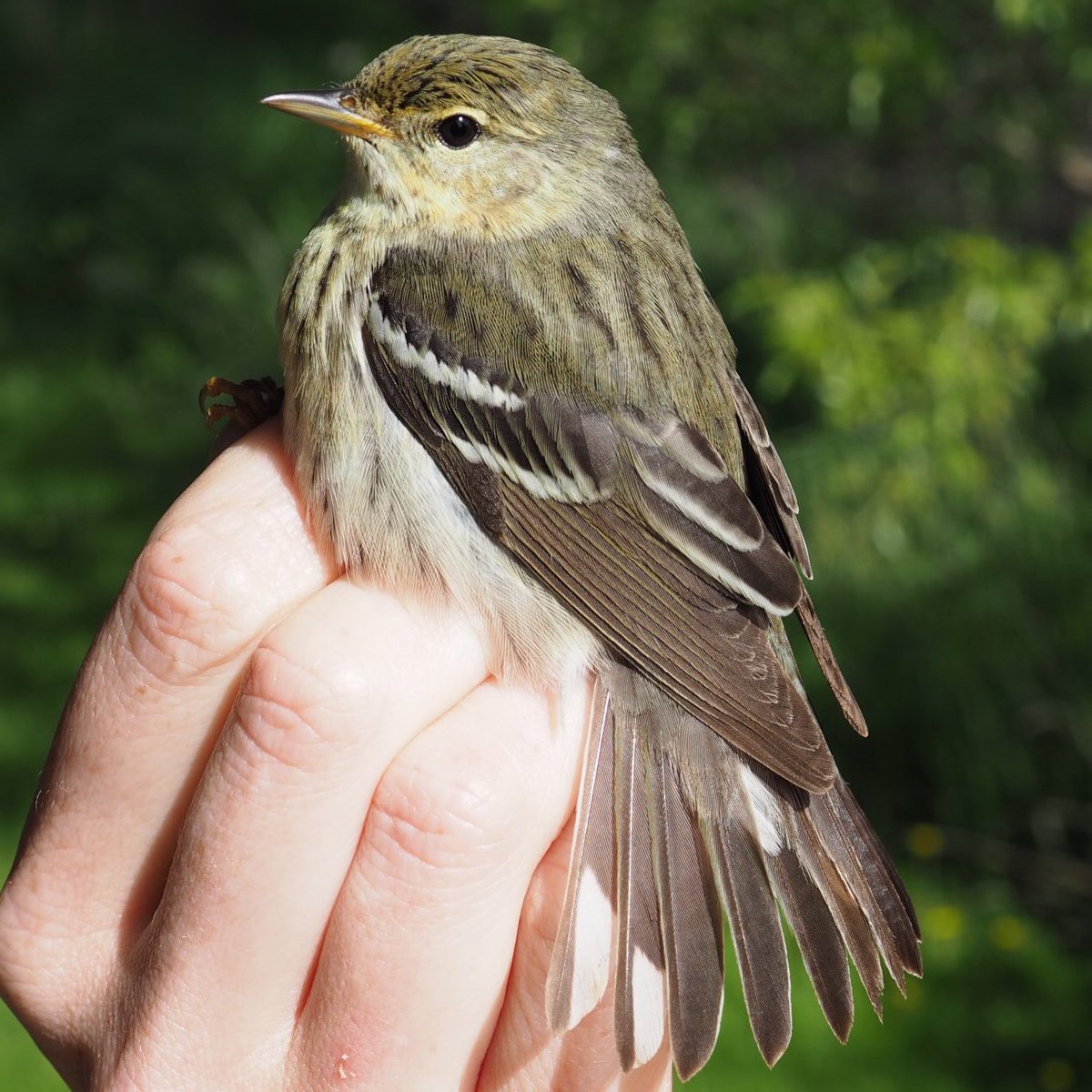 LongPointBirdOb's tweet photo. #Blackpollwarbler science!!! New to the LPBO Wall of Science thanks to @cory_elowe and @Umass_birdphys and @BirdsWesternU. Check out the links below to learn about the amazing endurance of these magnificent birds. #migration #birds @BirdsCanada https://t.co/9d0iquB3my