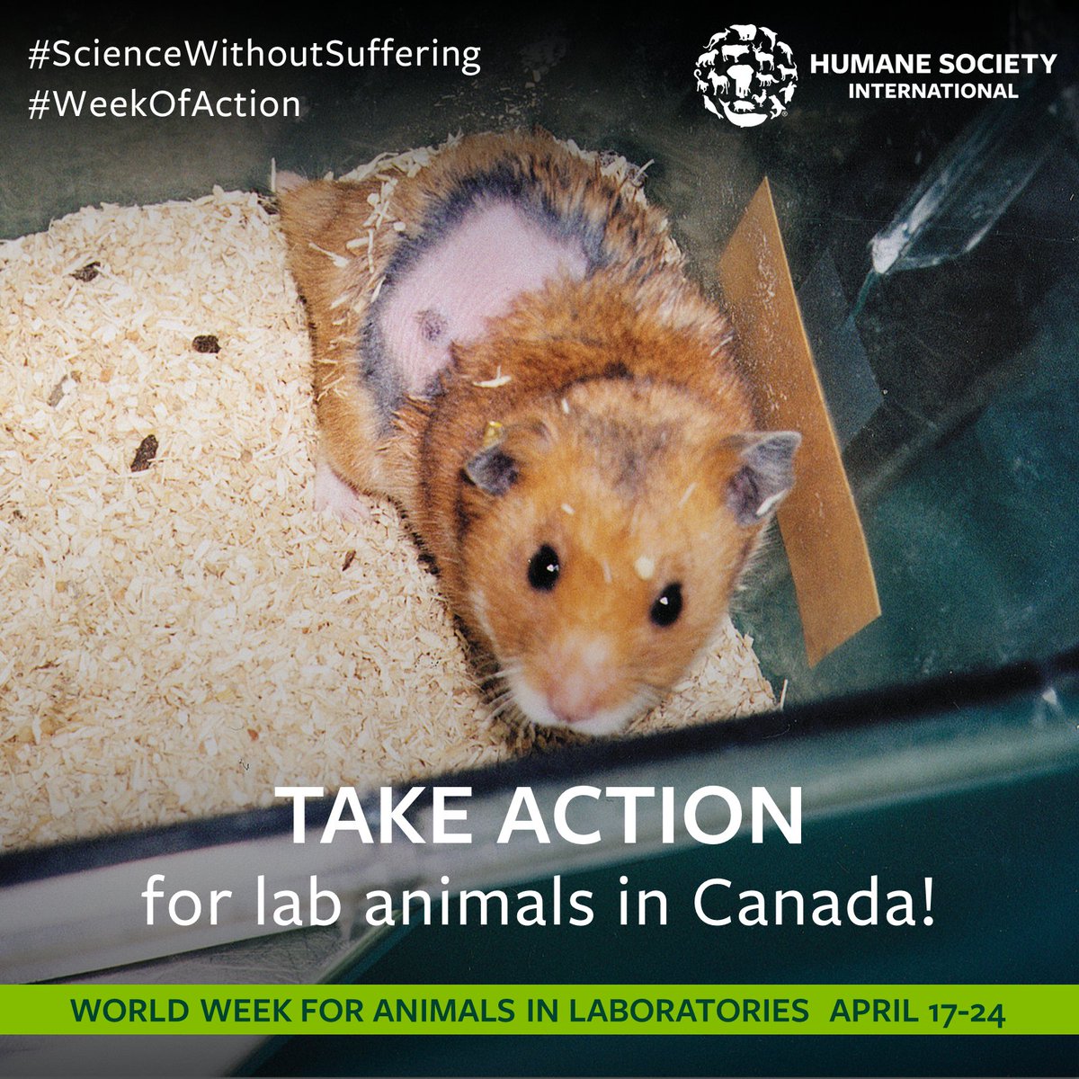 humaneworldeat's tweet image. The Canadian @OurCommons Enviro Committee recently passed #BillS5 in support of phasing out chemical toxicity tests on animals. 👏

As the bill moves through the legislative process, we need your help! Canadians, urge MPs to pass Bill S-5! action.hsi.org/page/121140/ac… 

#WeekOfAction