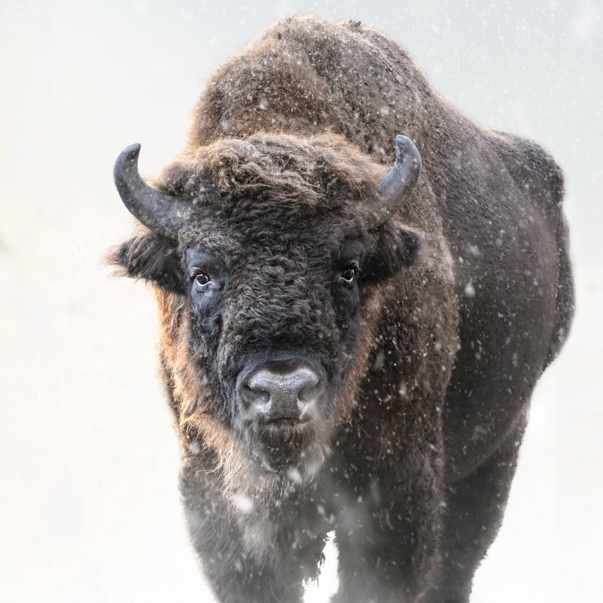 European bison back from the brink 🦬

Over the last century, wild European bison numbers have increased from 54 captive animals to 7,500 individuals in a hugely successful rewilding project.

#EarthCapture by Chris Weiser via Instagram

#EarthWeek
