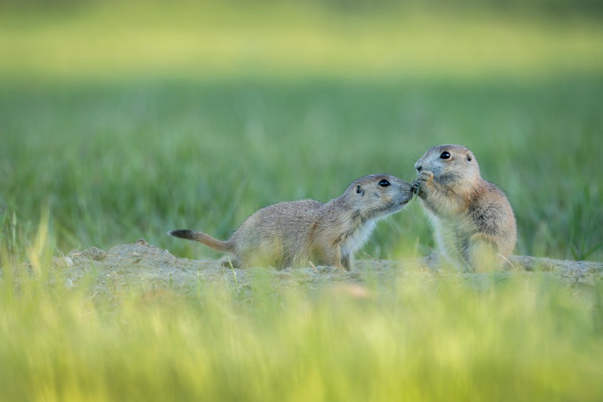 National Geographic Animals (@natgeoanimals) on Twitter photo Photo by Justin Grubb <a href="/journeyinjustin/">Justin Grubb</a> / Two young prairie dogs share a piece of grass in Badlands National Park. These animals are in the squirrel family and are incredibly important for the ecosystem. Photo by Justin Grubb <a href="/journeyinjustin/">Justin Grubb</a> / Two young prairie dogs share a piece of grass in Badlands National Park. These animals are in the squirrel family and are incredibly important for the ecosystem.