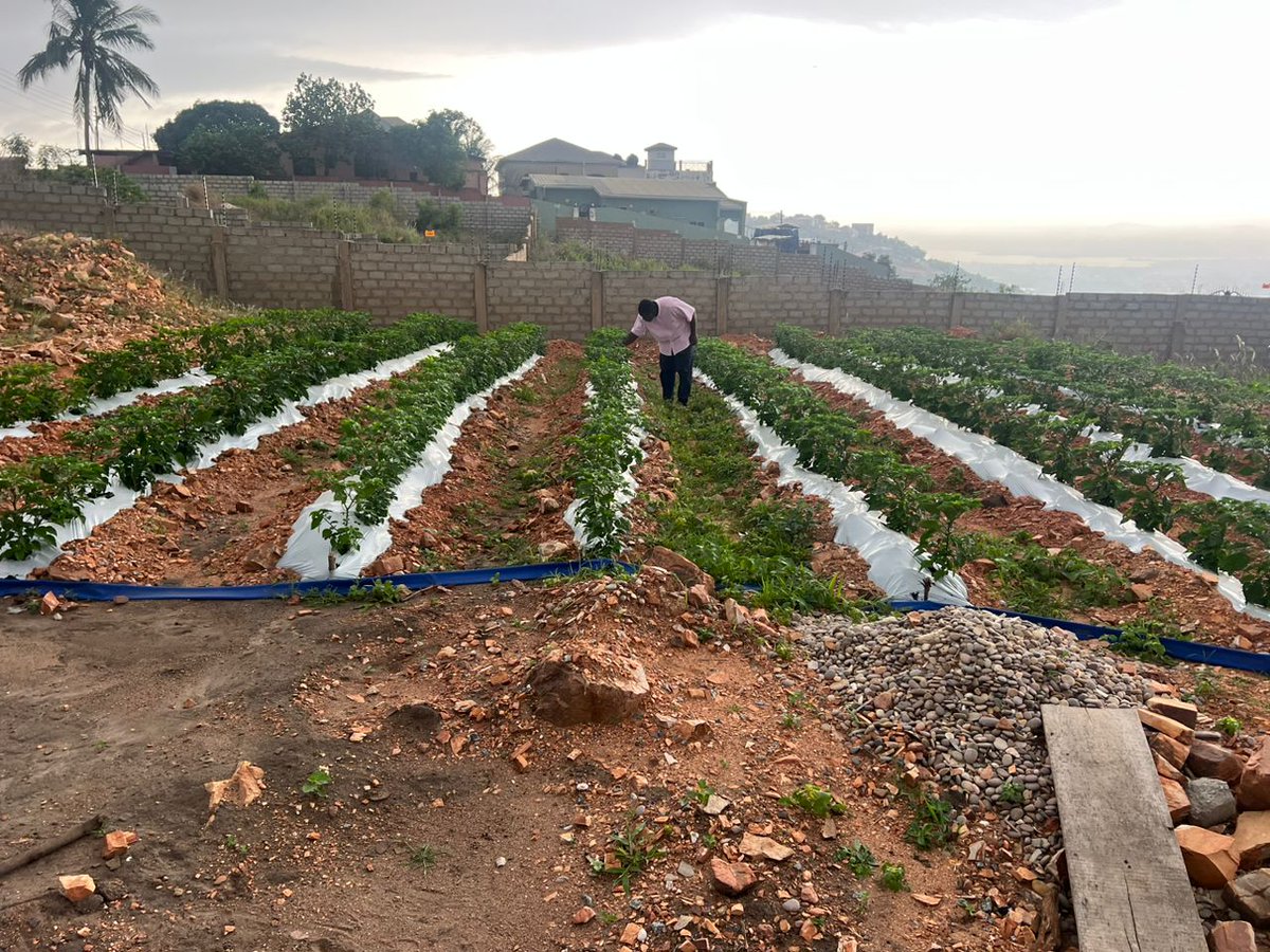 Franco079's tweet image. Difficult; maybe...
Impossible; never so.
#Tilth