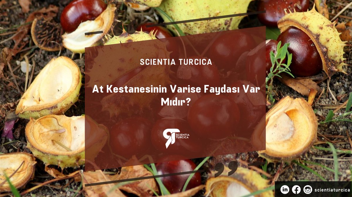 ScientiaTurcica's tweet photo. Aesculus hippocastanum, at kestanesi olarak da bilinen bir bitkidir ve özellikle tohumlarının özütünden elde edilen bileşikler, yüzyıllardır tıbbi amaçlarla kullanılmaktadır.

#varis #kestane #atkestanesi

https://t.co/gNjqmftb4i https://t.co/TiFK13YIjX