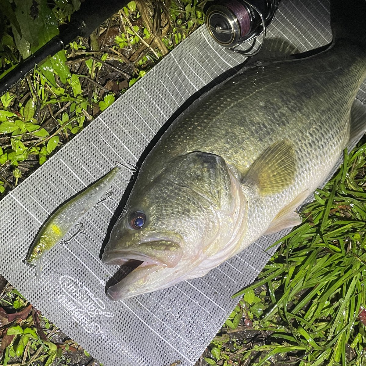 itonoknot's tweet photo. 昨日はベイトタックルで釣れたので、今日はスピニング。45cm。

釣り方は、ワンテンをえいって投げて、ストップ＆ゴーを繰り返すだけ。

#daiwa #ダイワ #phantomliberalist #ファントムリベラリスト #エアリティ #タッチアンドトライキャンペーン 
#megabass #ワンテン #釣り #fishing #長良川 https://t.co/eJsdAYefAg