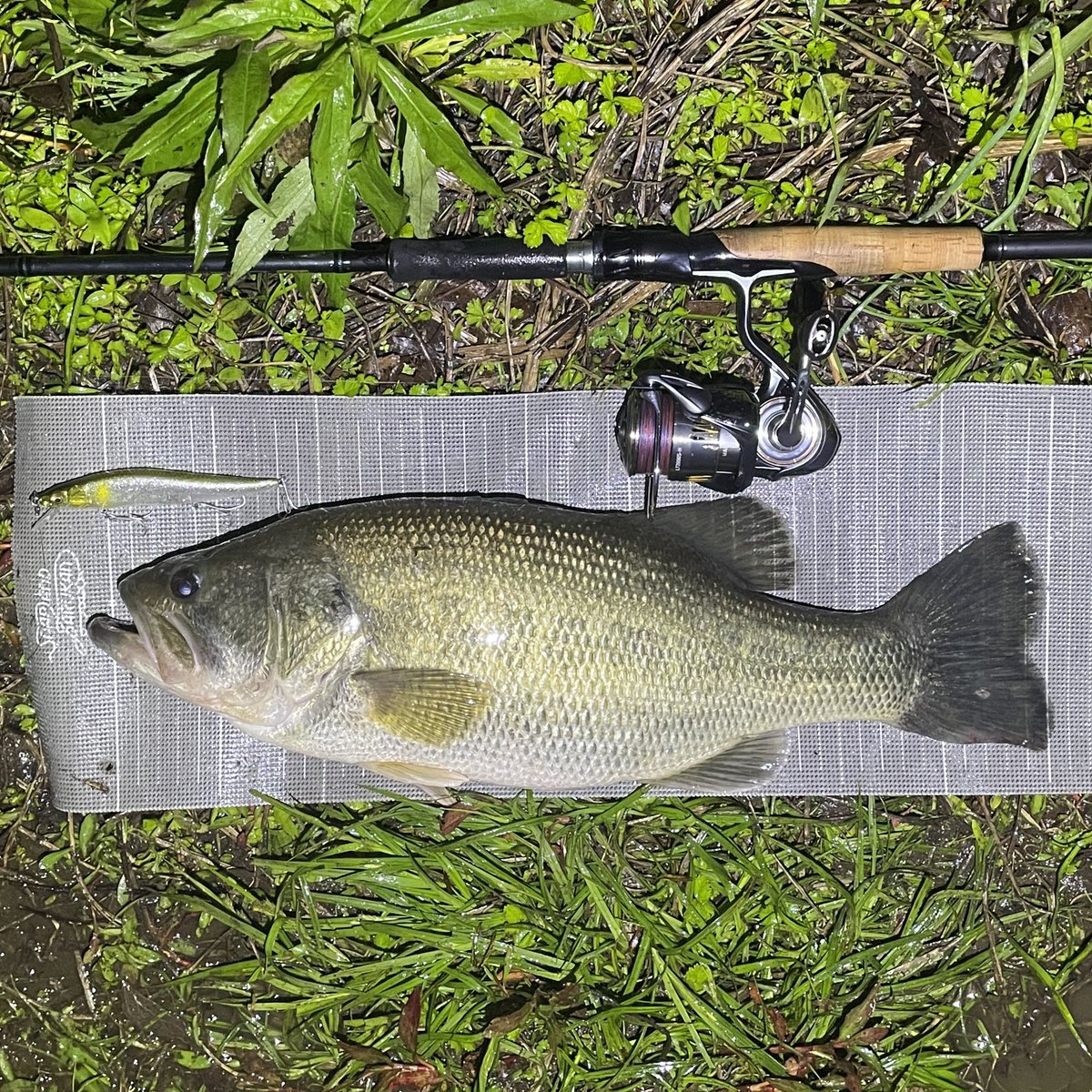 itonoknot's tweet photo. 昨日はベイトタックルで釣れたので、今日はスピニング。45cm。

釣り方は、ワンテンをえいって投げて、ストップ＆ゴーを繰り返すだけ。

#daiwa #ダイワ #phantomliberalist #ファントムリベラリスト #エアリティ #タッチアンドトライキャンペーン 
#megabass #ワンテン #釣り #fishing #長良川 https://t.co/eJsdAYefAg