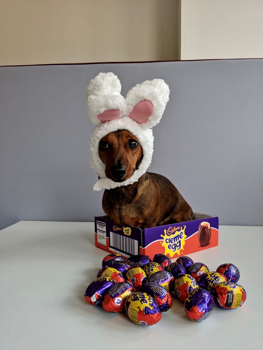 CS_CourseSearch's tweet image. Winnie loved the egg hunt last week! Look how many chocolate eggs she managed to find. 

#WinnieWednesday 

#sausagedog #dachshund #cutedogs #dogs #easterweekend #easteregg #egghunt #easteregghunt #cutedachshunds
