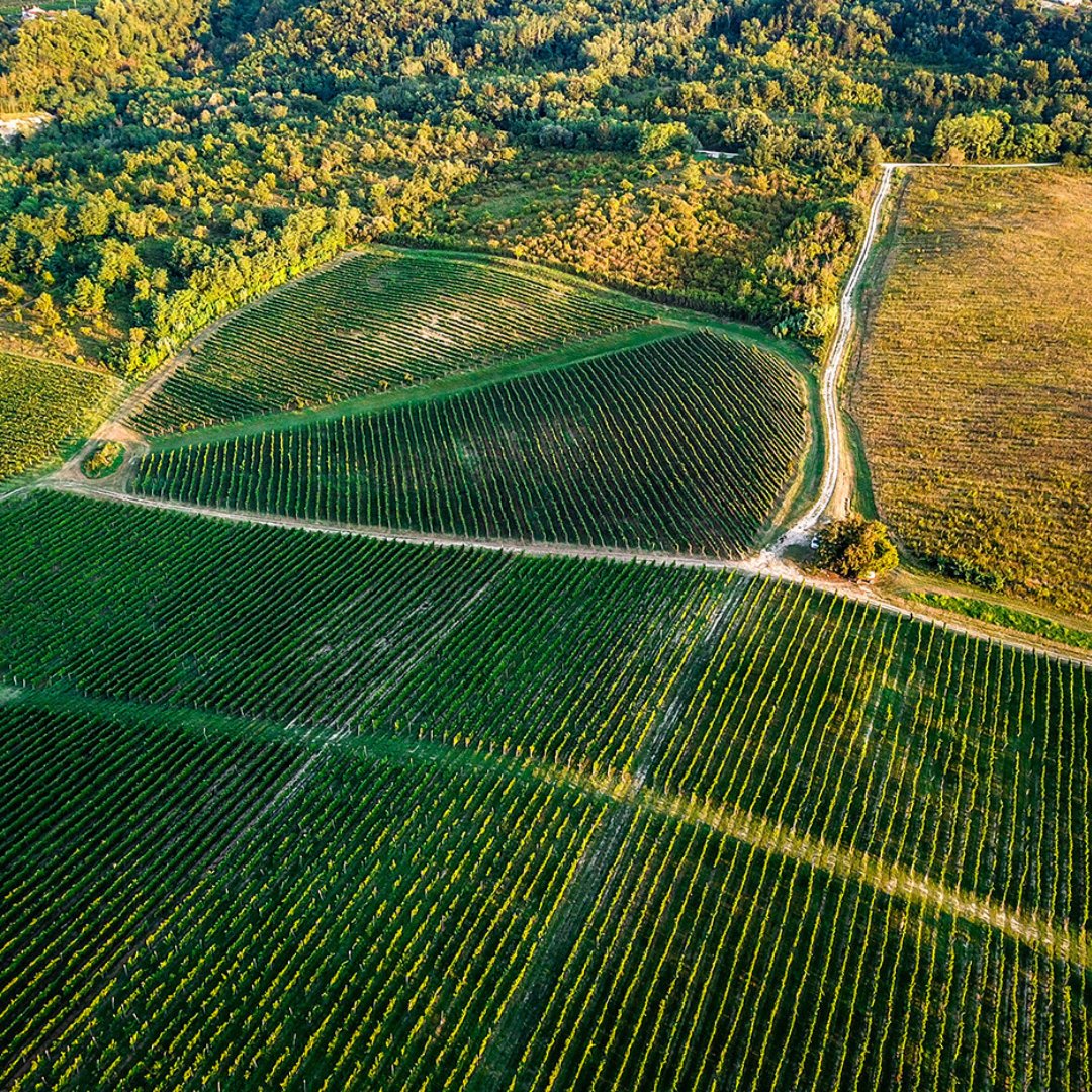 We are excited to introduce our newest winery partner - Fakin Winery. 

Interested in sampling Fakin’s award winning Teran? Follow the link.

croatiaunpacked.com/product-page/f…

@fakinwines

#fakin #teran #dwwa #awardwinner #newrelease #vintages