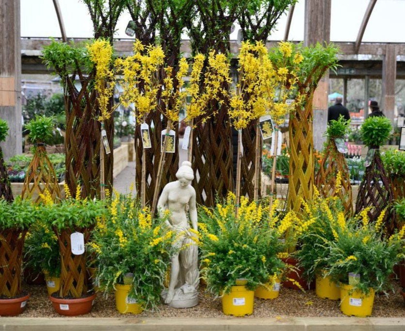 VanHage's tweet image. What a lovely Spring display at our Great Amwell store. Here we have Forsythia and Genista maderensis with their glorious yellow blooms. In the centre is a classic statue from SovereignStone - so tasteful.
#springplants #gardening #garden #vanhage #perennials #flowers #statue