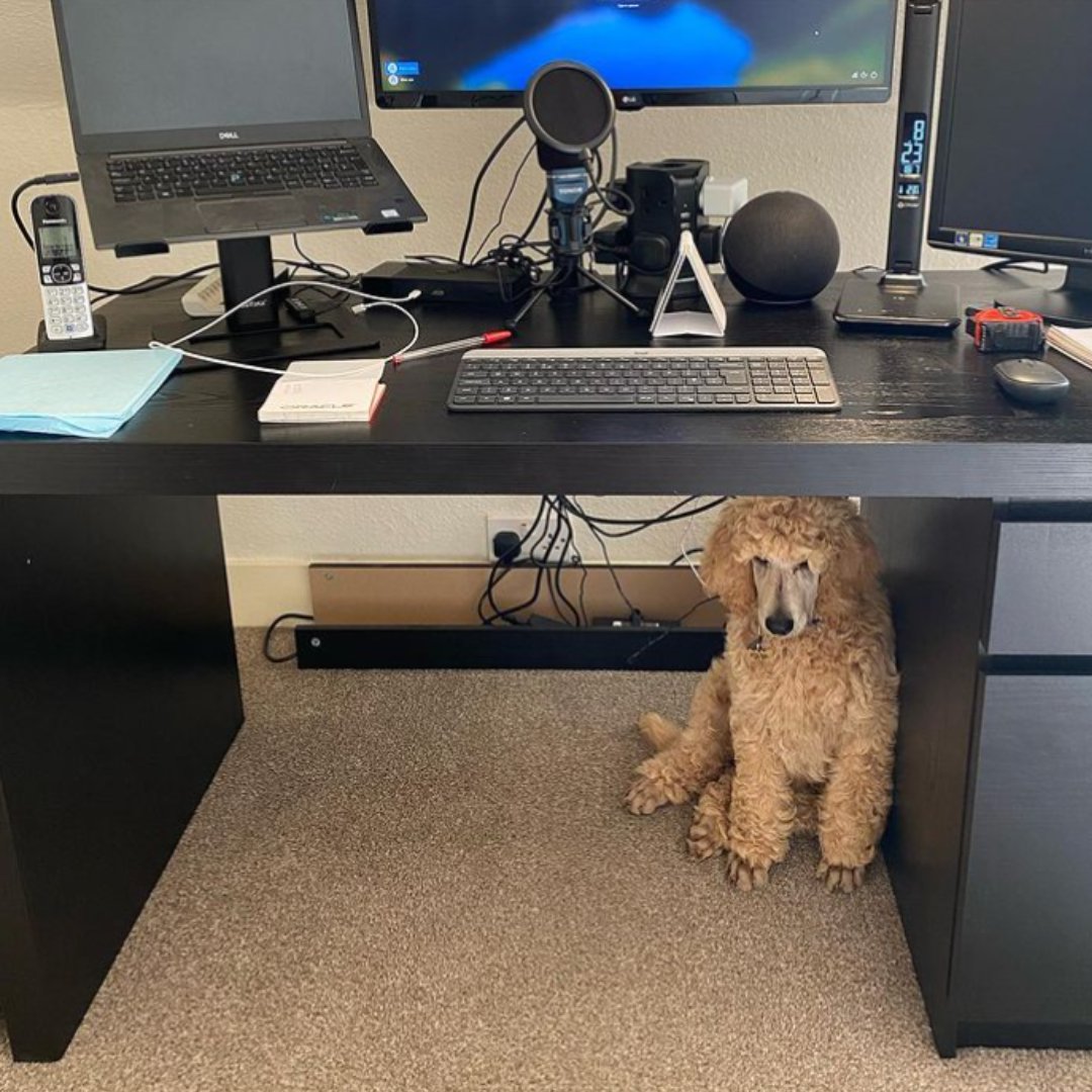 BringDog2WorkUK's tweet photo. If I hide under the desk, do you think I can get out of doing more work?
@enzo_the_apricot_poodle
•
•
#DogsWorkingFromHome #officedogs #officedogsofinstagram #dogswithjobs #dogsofinstagram #dogs #workingdogs #showdogs #pedigree #workingfromhom... https://t.co/DO7nk8dEl8