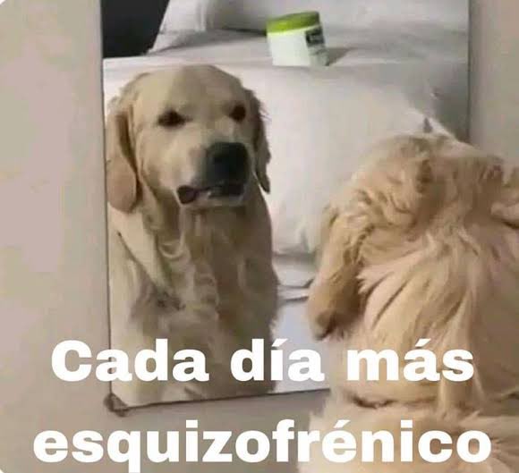 Esto tal vez es estúpido y obvio, pero pensar en algo, no contárselo a nadie ni decirlo en voz alta, mucho menos buscarlo y luego verlo en TikTok me hace pensar que el algoritmo no “me conoce”, sino que ya hasta está controlando lo que pienso.

Me habrá hecho pensar esto también?