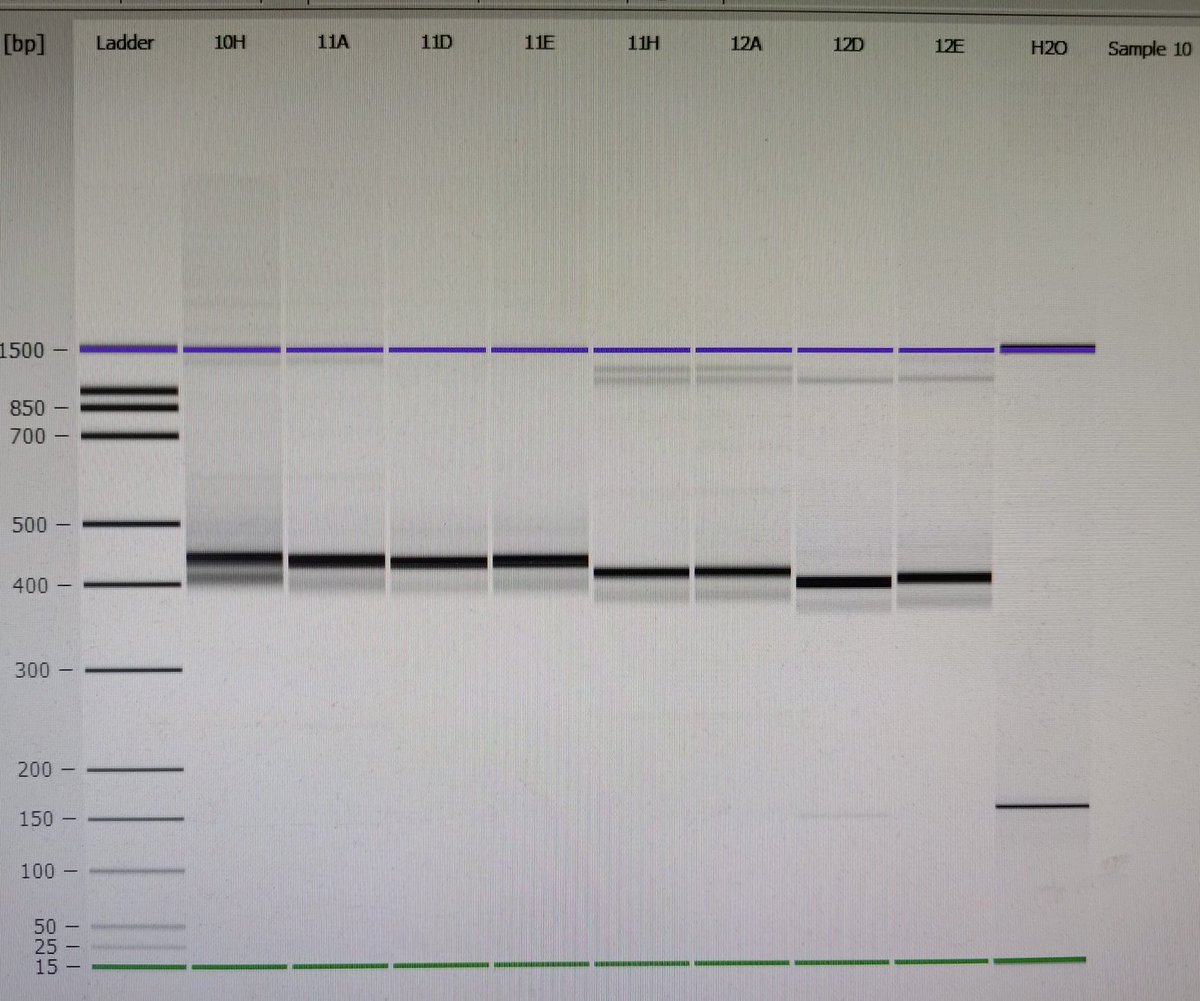 ChristineDr's tweet photo. Anyone else working on the #archaeome in human samples? We have detected archaea in our #oral samples (saliva) 🙌 and looking forward to explore the association to respiratory health. #oralmicrobiome @HeshamNH2 @BertelsenRandi https://t.co/hPmBRg7Tzy