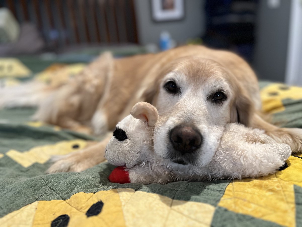 peggyfrezon's tweet photo. Sophie loves her lambie. Pete has de-stuffed the others but she’s protective of hers. #GoldenRetriever #Dogs #DogsOfTwitter #RescueDog #MillDog #SeniorDog #BrooksHaven https://t.co/weOLytgQhd