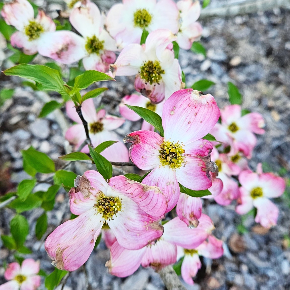 Take a look at the beautiful pink dogwood tree in my front yard. ❤️😊

#dogwood #dogwoodtree #pinkdogwood #thenewclassy #dogwoodflowers #northcarolina #mountairy #mountairync #visitmountairy  #dogwoods #visitmtairy #mtairy