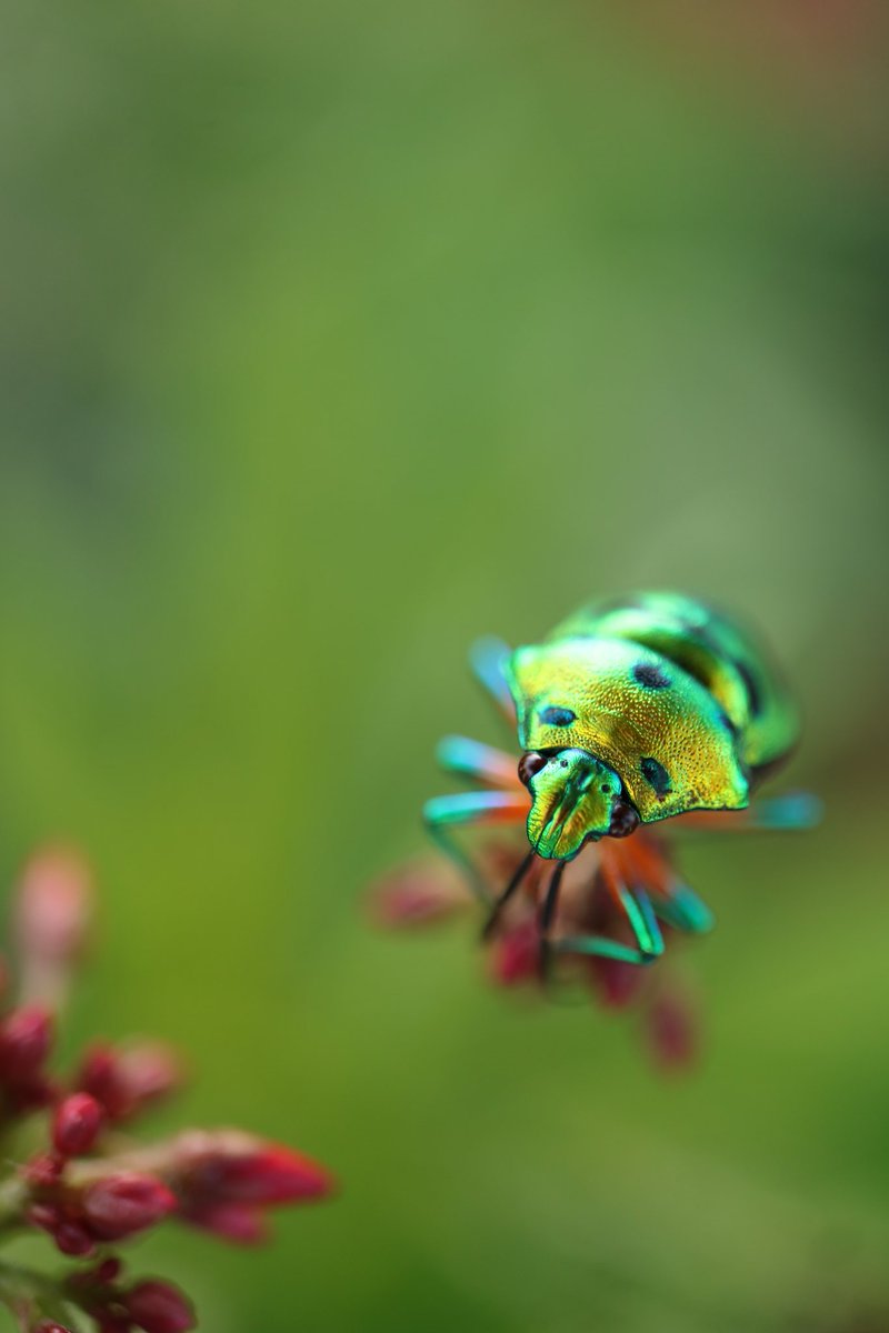 Lakshya_click's tweet photo. Jewel Bug....
@Canon_India
.

#jewelbug #macro #NaturePhotography #NaturePhotograhper #photooftheday #photography https://t.co/jAinll3l2b