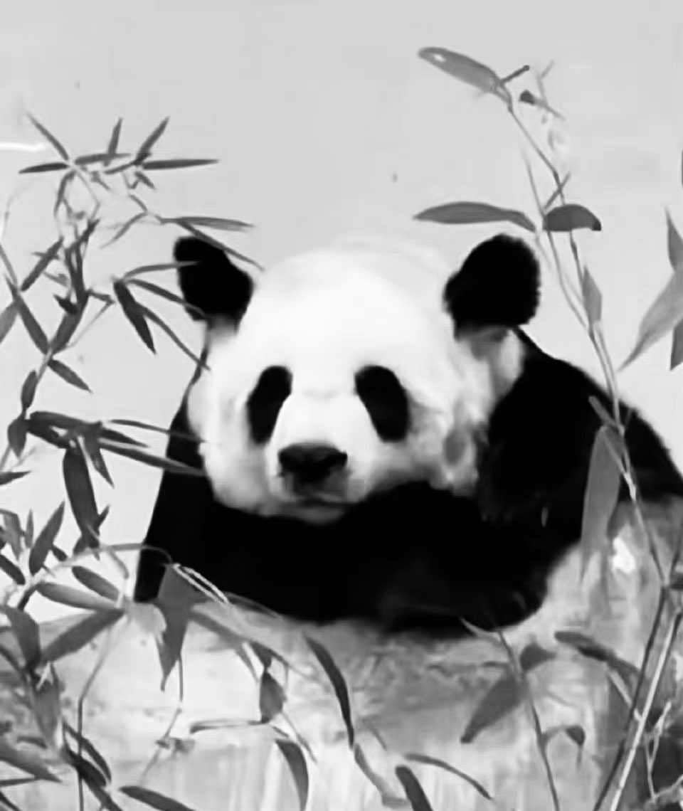 LavenderSJ1999's tweet photo. 惋惜可爱的林惠，为国家做贡献20年，一只熊在异国他乡好孤独 #หลินฮุ่ย #林惠 #LinHui https://t.co/rtU37ZnQx2