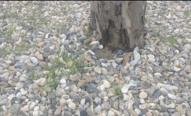 PlasticsCrisis's tweet photo. Good News: Following our tweet, Band Q Leyton Mills have REMOVED plastic turf from the trees outside! Bad News: …they are still selling it inside 🥹 #ToxicTurf #plasticpollution #Fracking4Plastic #FossilFuels #biodiversity https://t.co/N5xWyRF7cI
