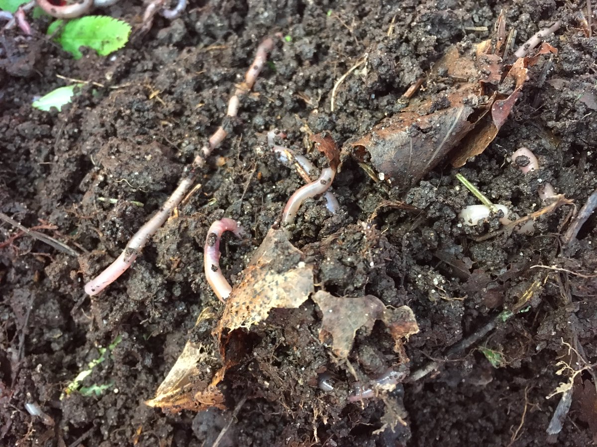 Job opportunity Postdoc focusing on earthworm effects on plants and soils in northern ecosystems (2 yrs) 🪱🌱🌲 Come to Sweden and work with Eva Krab and me @umeauniversity Deadline 25th May, more info and link to apply: umu.se/en/work-with-u… #PostDoc
