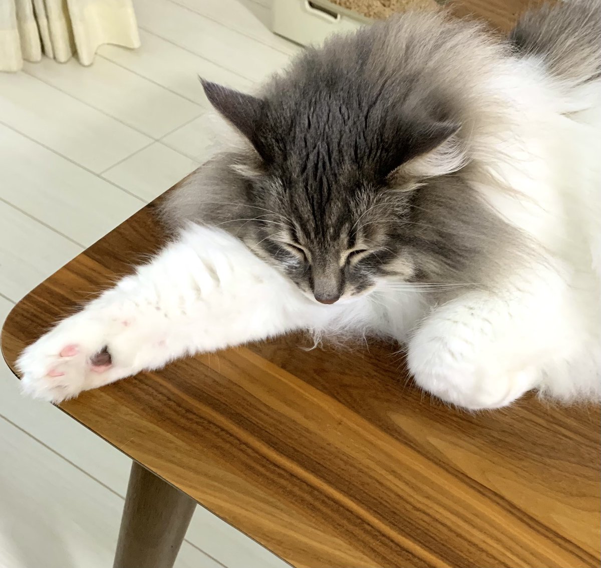 gomataro14's tweet photo. 2歳になっても寝相はいっしょ🥰

#ノルウェージャンフォレストキャット 
#猫のいる暮らし https://t.co/5IbuGKM4ui
