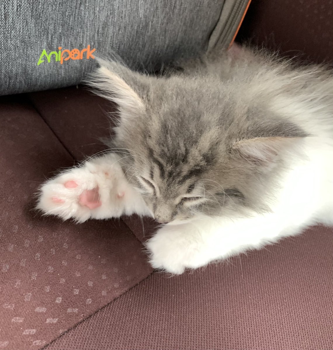 gomataro14's tweet photo. 2歳になっても寝相はいっしょ🥰

#ノルウェージャンフォレストキャット 
#猫のいる暮らし https://t.co/5IbuGKM4ui