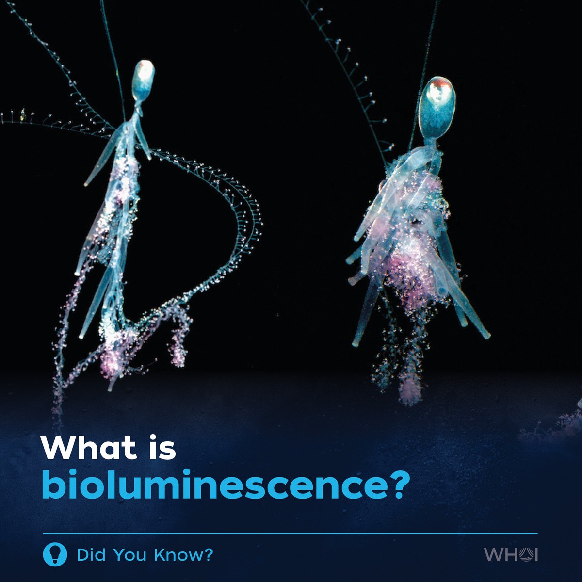 WHOI's tweet photo. #Bioluminescence is super cool, but how does it work? And why on Earth do animals do it? 🤔 Find the answers to your burning questions at https://t.co/zUg5BPJ8Hq!
📸 by Larry Madin © Woods Hole Oceanographic Institution
#WeirdOcean #KeepItWeird https://t.co/plBaoIDEUL