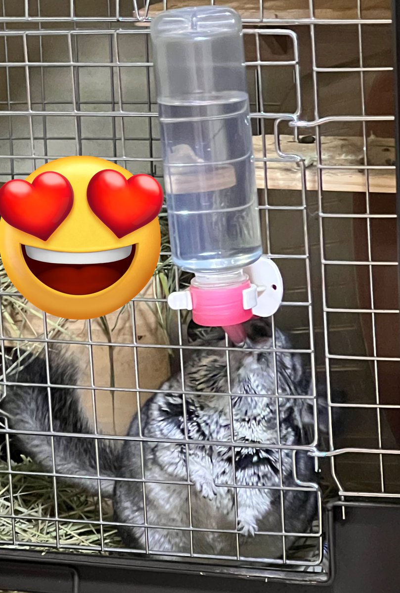 len_kun07's tweet photo. 短いおてて可愛いねえ🥰🥰🥰
もふもふまんまるボディに短い手足が愛らしい、、、💖

🐭〈お水うんま〜 https://t.co/YUaGtN3p9f