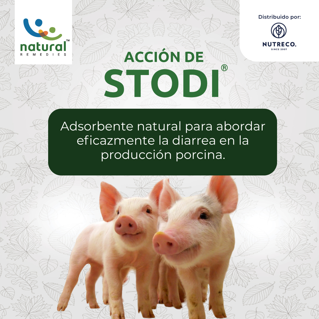NutrecoSAS's tweet photo. STODI® puede abordar eficazmente la diarrea en  las etapas posteriores al destete de los cerdos que se presentan por múltiples causas.
STODI® ayuda a controlar la diarrea independientemente de su etiología en virtud de sus diversas acciones.

#NutrecoColombia #NutriciónAnimal https://t.co/Emn7go9oOk