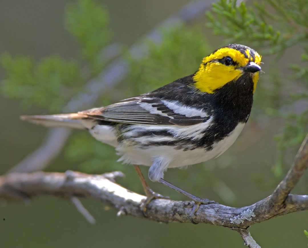 AustinCityParks's tweet photo. Austin was designated an official Bird City by Texas Parks and Wildlife and Audubon Texas earlier this year.   This certification strengthens existing efforts and connects a new network of partners working toward this common goal.
More info: https://t.co/YditDTTisz https://t.co/gQ9Xdwi4Bs
