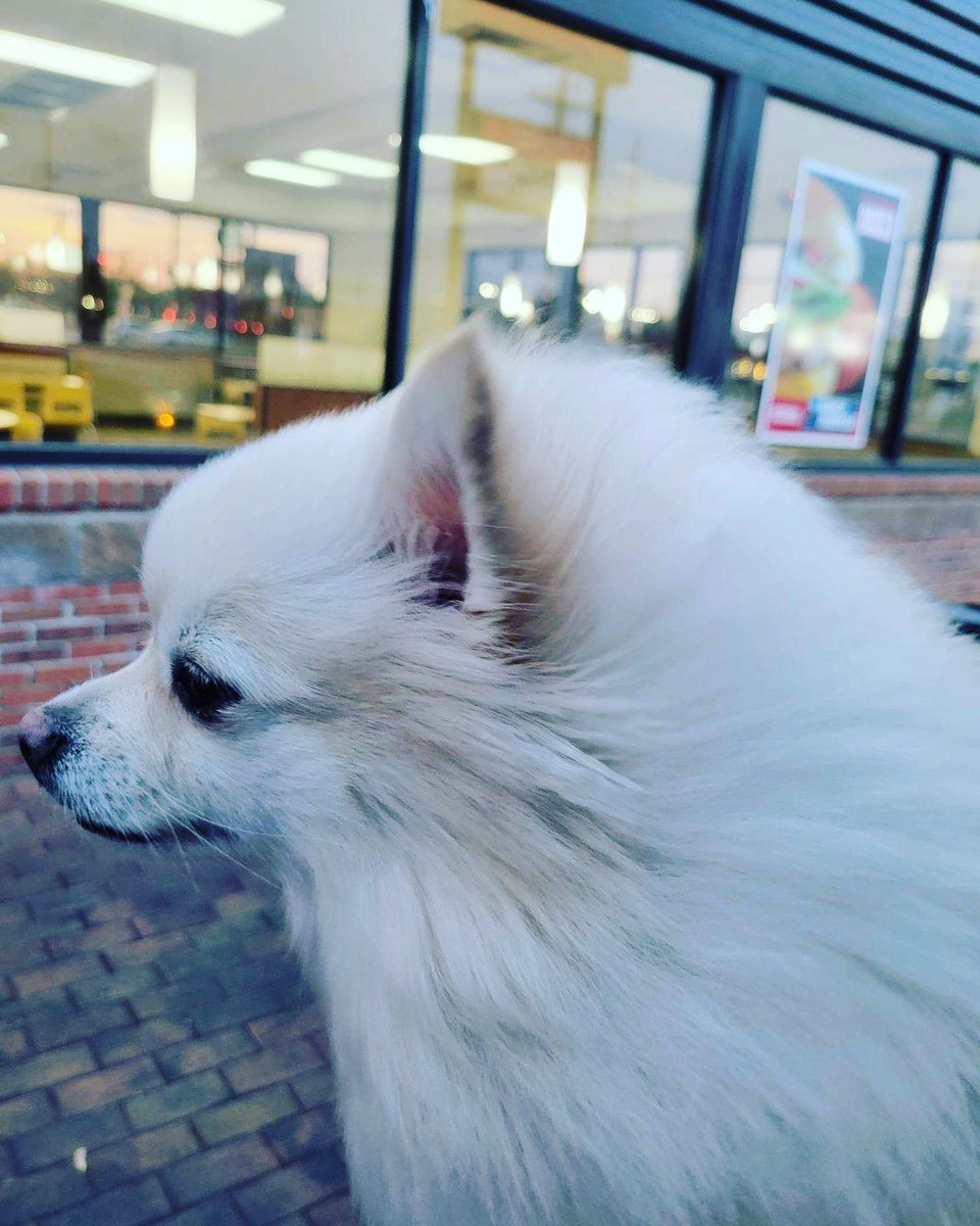SolvingPhD's tweet photo. I’m just a dog battling Kansas wind @Wendys . But I wanna steal some of mom’s fries! #kansaswind #windywendys #sprinklesagainsttheworld https://t.co/CGQabKeEVz