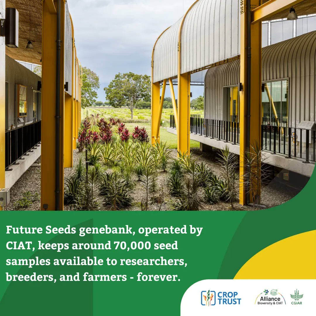 The Crop Trust (@croptrust) on Twitter photo 🌱 The #FutureSeeds genebank, operated by <a href="/BiovIntCIAT_eng/">Alliance of Bioversity International and CIAT</a> holds the largest collections of beans accessions and tropical forages worldwide, providing a wealth of traits that will help develop new varieties adapted to climate challenges.
Learn more ➡️ buff.ly/3mLp2Ya 🌱 The #FutureSeeds genebank, operated by <a href="/BiovIntCIAT_eng/">Alliance of Bioversity International and CIAT</a> holds the largest collections of beans accessions and tropical forages worldwide, providing a wealth of traits that will help develop new varieties adapted to climate challenges.
Learn more ➡️ buff.ly/3mLp2Ya