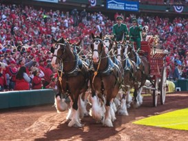 KRentchler's tweet photo. Nothing goes together better than an opening pitch and a Clydesdale hitch. This @AnheuserBusch tradition is truly one like no other. Cheers to the start of the MLB season! #OpeningDay https://t.co/ZAH3r7acNY