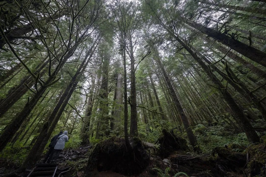 WhatsNYourPapr's tweet photo. Canada’s ban on single-use plastics isn’t in full force yet but already the use of paper bags as well as other paper products is on the rise. That’s a concern for environmentalists, who say forests shouldn’t be depleted for single-use products 

https://t.co/5LaoTDkbuU https://t.co/9juZu8456F