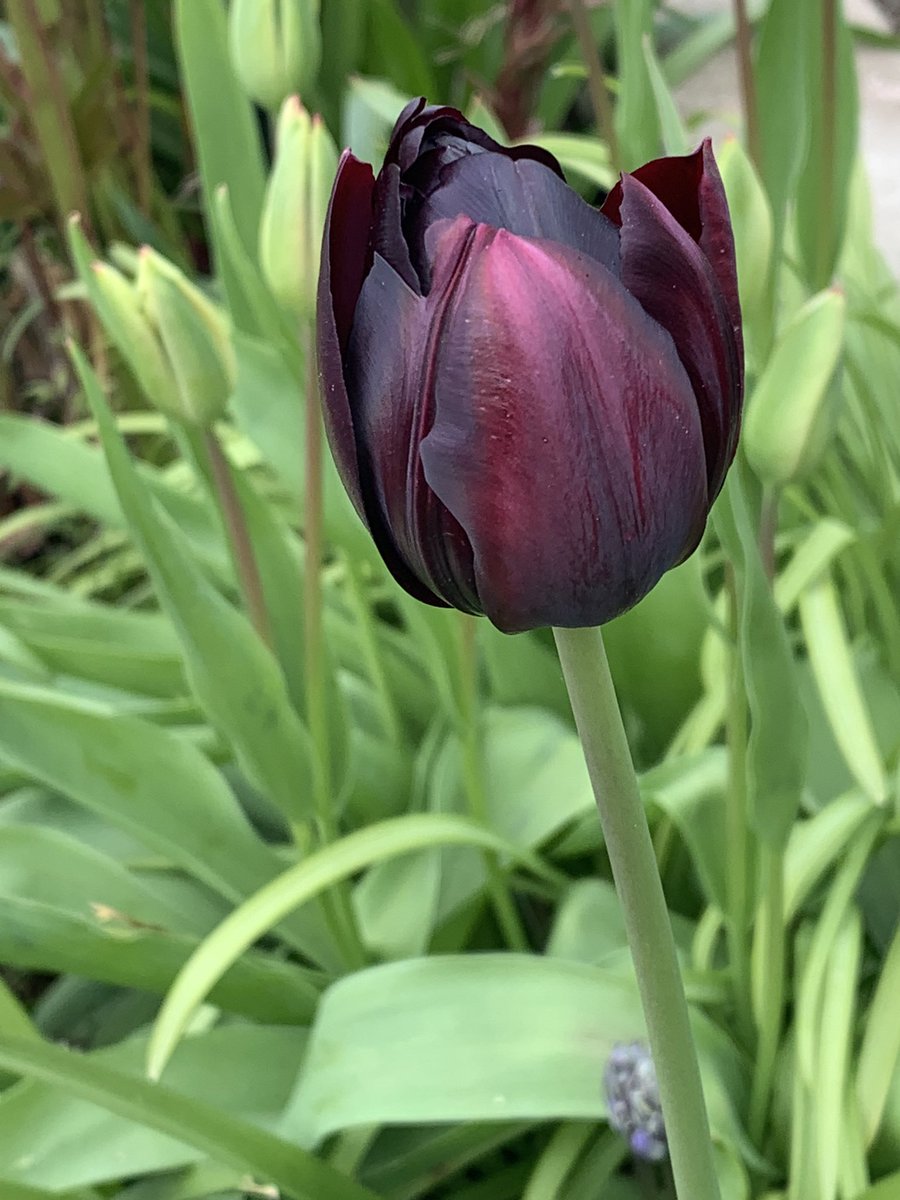 Wednesday wander wiv da HooMa. She got me sum tasty treatos to keep me strengf up…den told me deys made frum meelywerms! I dunno wevva to be deelited or howwified 🤔🤔 Wot yoo finks pals?!?!