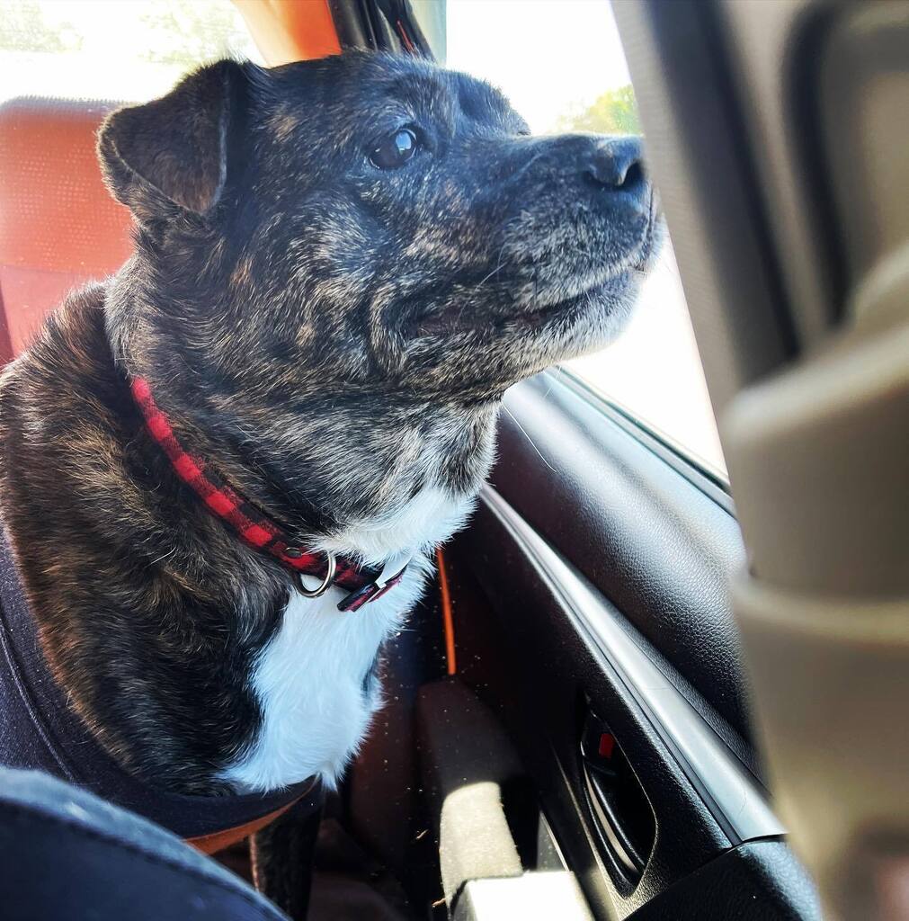EmeralDQueen's tweet photo. The love of my life #littleyaki #doglove #doglover #doglife #dogoftheday #dogmom #ilovemydog #letsgotothepark https://t.co/PsMW85bDAE https://t.co/UneDubVDQj