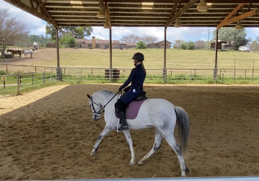 slohn's tweet image. 🐴 Riding Virtually - - mailchi.mp/48b34d3bc614/r… Virtual Horse Showing

#virtualhorseshow #dressage #horseshow #cawinecountry
