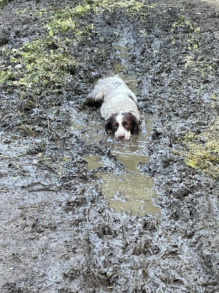 MattFrostWorld's tweet photo. @sophiearumble Oh, and standing in it wasn't good enough for him. Full blown lay down in the stinky muddy puddle!
Dopey bloody dog. He usually does things like this right at end of walk, just when you think you've got him home clean. The pain is added to by other ppl laughing their heads off 😱 https://t.co/T2Rr8Ugf8a