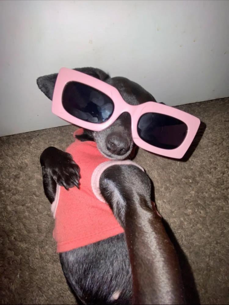oneandonlyariii's tweet photo. Him: “You a sneaky dog ass bitch“ 
Me : https://t.co/U7jCFqEScH