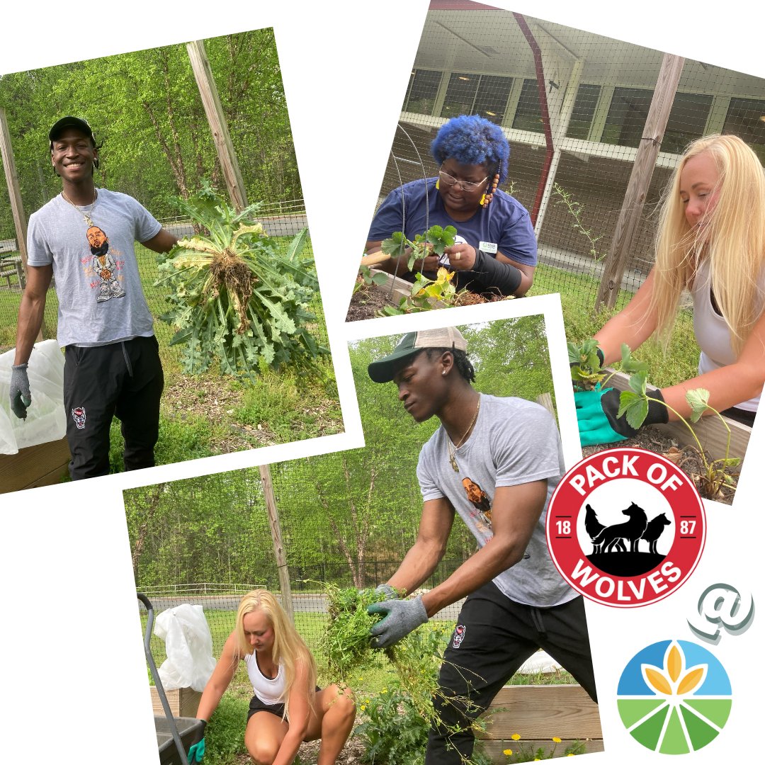 FoodShuttle's tweet photo. Shoutout to @packofwolvesnil for volunteering at Walnut Creek Elementary! Weeding, planting, and having fun are what it's all about. Truly grateful for #NCState's commitment to service through the Collective. #FeedTeachGrow to create a #HungerFreeCommunity together! 💚 #RaleighNC https://t.co/BbpINNKzs4