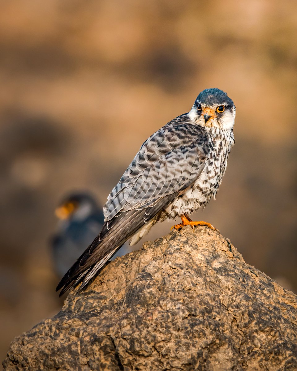 Nat Geo India tweet media