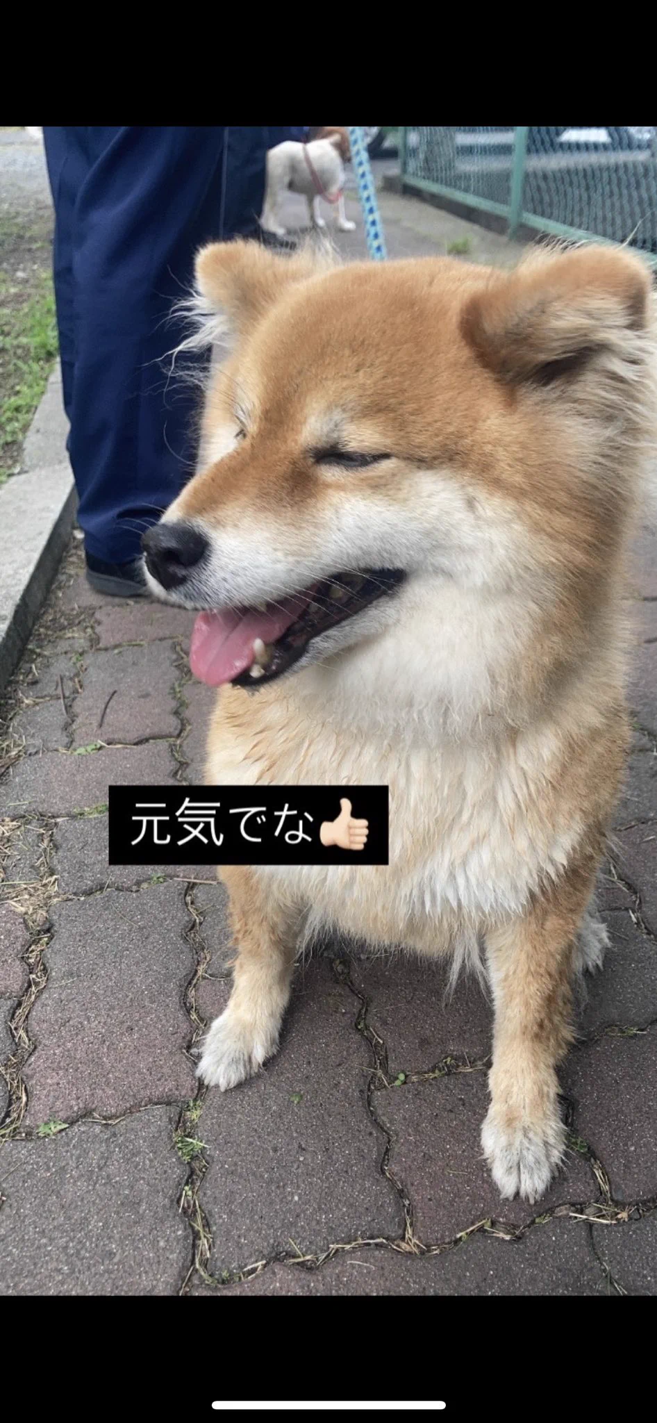 @EinsWappa 助けた犬です！たくさんの人に見て欲しいです！ 